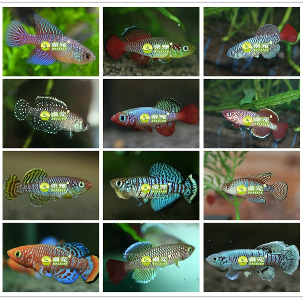 2020 Magic Soil + Water = Fishes Medaka Killifish Eggs Living Animal Fish Egg Growing Live Toys For Children Novelty 20 Eggs/Lot